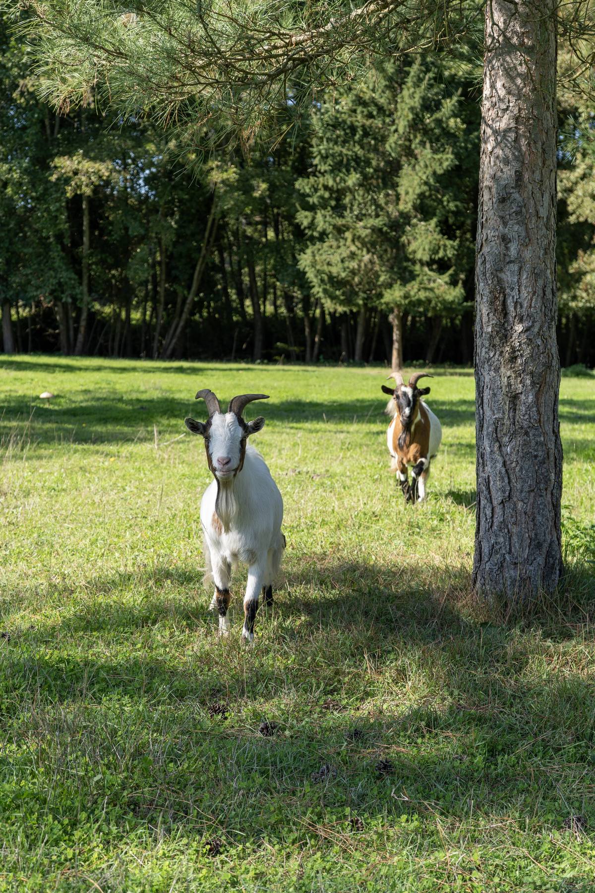 Les chèvres du domaine